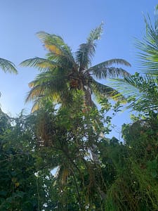 why coconut water is good for you